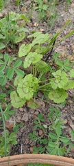 Pelargonium elongatum