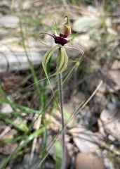 Caladenia parva