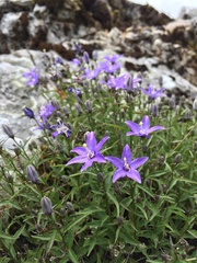 Campanula waldsteiniana