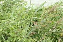 Ixobrychus sinensis