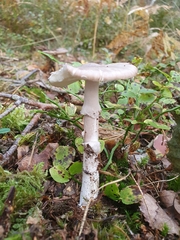 Amanita porphyria