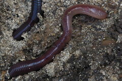 Lumbricus