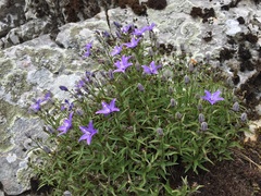 Campanula waldsteiniana