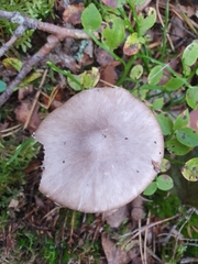 Amanita porphyria