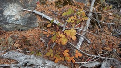 Rubus sachalinensis