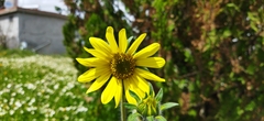 Tithonia tubaeformis