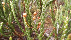 Cassiope redowskii
