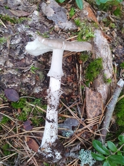 Amanita porphyria