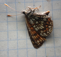 Melitaea