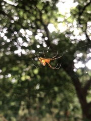 Leucauge fastigata