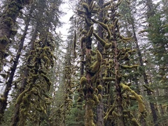 Picea sitchensis