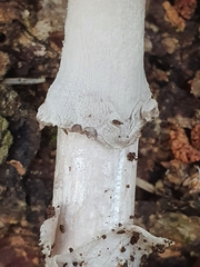 Amanita porphyria