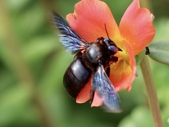 Xylocopa sulcatipes