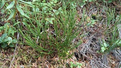 Cassiope redowskii