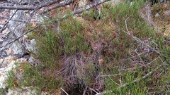 Cassiope redowskii