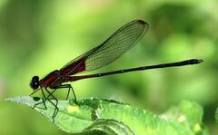 Hetaerina cruentata