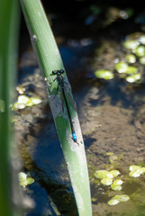 Ischnura denticollis