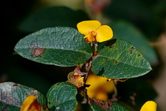 Platylobium parviflorum