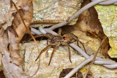 Tigrosa georgicola