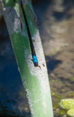 Ischnura denticollis