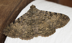 Polydesma boarmoides