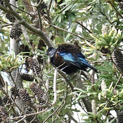Prosthemadera novaeseelandiae novaeseelandiae