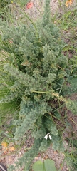 Asparagus capensis