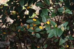 Platylobium parviflorum