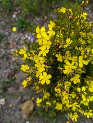 Hibbertia exutiacies