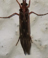 Limnephilidae
