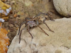 Tigrosa georgicola