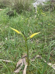 Diuris behrii