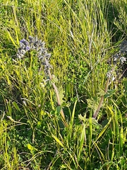 Ajuga
