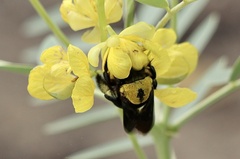 Xylocopa pubescens