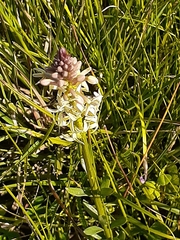 Stackhousia subterranea