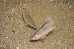 Oreochromis niloticus