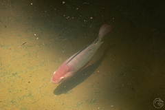 Oreochromis niloticus