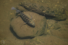 Oreochromis niloticus