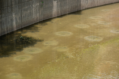Oreochromis niloticus