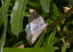 Caenurgina caerulea