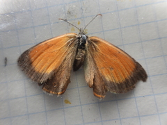 Coenonympha arcania