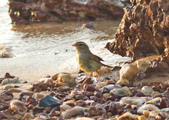 Phylloscopus schwarzi
