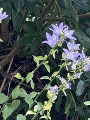 Campanula austroadriatica