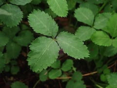 Potentilla indica