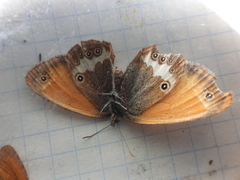 Coenonympha arcania