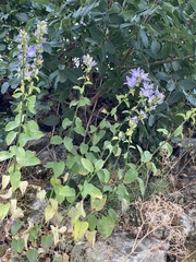 Campanula austroadriatica