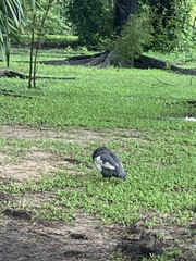 Numida meleagris domesticus