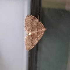 Triphosa dubitata
