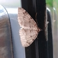 Triphosa dubitata