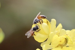 Apis florea